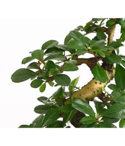 Bonsai Fukientee - Carmona Microphylla, 8 Jahre -Garten Umfassend Geschäft 7977010 WE DE 001 BonsaiFukienteeCarmonaMicrophylla8JahreDehnerExpressHerzig2