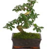 Bonsai Fukientee - Carmona Microphylla, 8 Jahre 1 Bonsai Fukientee - Carmona Microphylla, 8 Jahre -Garten Umfassend Geschäft 7977010 WE FS 001 BonsaiFukienteeCarmonaMicrophylla8JahreDehnerExpressHerzig3