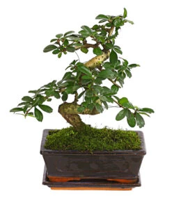Bonsai Fukientee - Carmona Microphylla, 8 Jahre