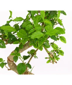 Bonsai Chinesischer Liguster - Ligustrum Sinensis, Anfänger-Set -Garten Umfassend Geschäft 7977069 WE DE 001 GeschenksetBonsaiChinesischerLigusterLigustrumSinensis6JahreDehnerExpressHerzig