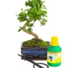 Bonsai Chinesischer Liguster - Ligustrum Sinensis, Anfänger-Set 1 Bonsai Chinesischer Liguster - Ligustrum Sinensis, Anfänger-Set -Garten Umfassend Geschäft 7977069 WE FS 001 GeschenksetBonsaiChinesischerLigusterLigustrumSinensis6JahreDehnerExpressHerzig
