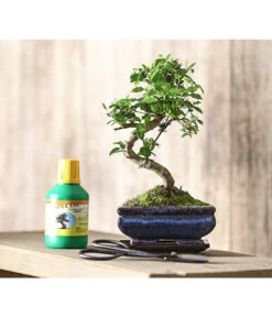Bonsai Chinesischer Liguster - Ligustrum Sinensis, Anfänger-Set -Garten Umfassend Geschäft 7977069 WE MO 001 GeschenksetBonsaiChinesischerLigusterLigustrumSinensis6JahreDehnerExpressHerzig