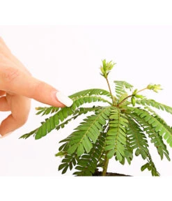 Südseepalme - Biophytum Sensitivum, 2er-Set -Garten Umfassend Geschäft 7977762 PR DE 001 BiophytumSensitivumSuedseepalme2erSetT9StreckeDehnerExpressHerzig