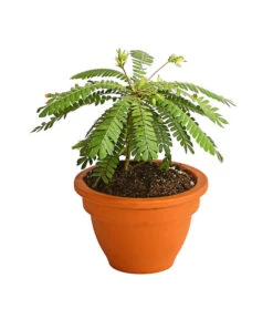 Südseepalme - Biophytum Sensitivum, 2er-Set -Garten Umfassend Geschäft 7977762 PR FS 002 BiophytumSensitivumSuedseepalme2erSetT9StreckeDehnerExpressHerzig