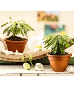 Südseepalme - Biophytum Sensitivum, 2er-Set -Garten Umfassend Geschäft 7977762 WE MO 001 BiophytumSensitivumSuedseepalme2erSetT9StreckeDehnerExpressHerzig