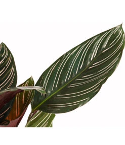Korbmarante - Calathea Ornata -Garten Umfassend Geschäft 7977887 PR DE 001 CalatheaOrnataKorbmarantheT14StreckeDehnerExpressHerzig