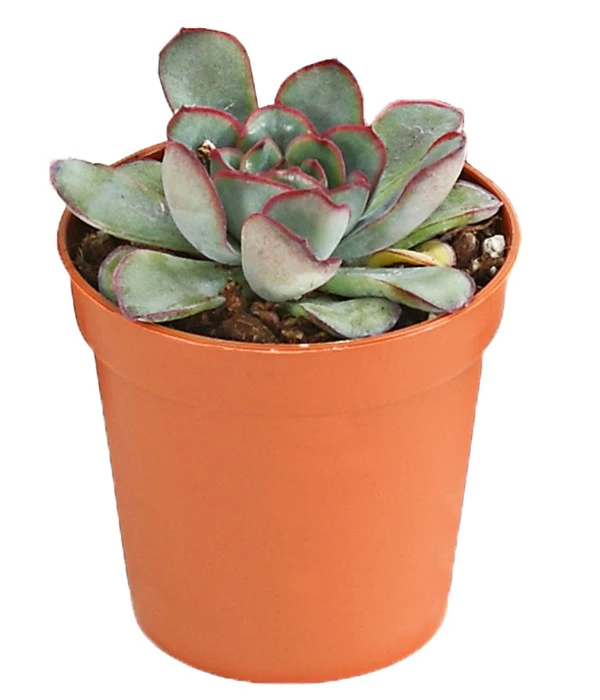 Echeverien-Set - Echeveria, Verschiedene Sorten 7 Echeverien-Set - Echeveria, Verschiedene Sorten – Bild 5