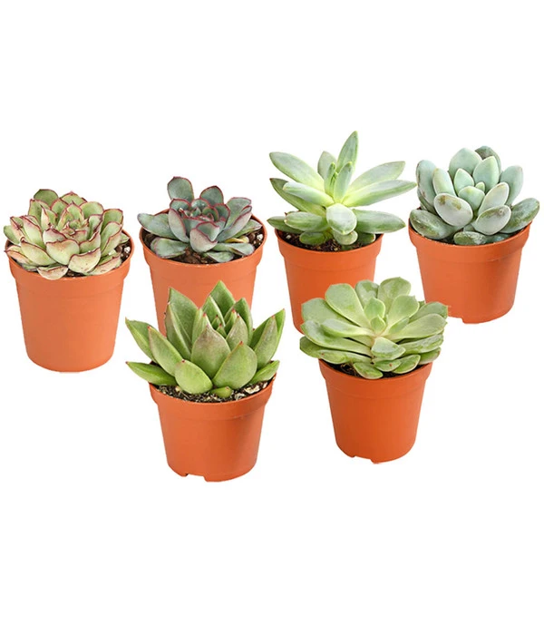 Echeverien-Set - Echeveria, Verschiedene Sorten 3 Echeverien-Set - Echeveria, Verschiedene Sorten