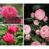 Rosen-Set 'Rokoko®', 3-teilig 2 Rosen-Set 'Rokoko®', 3-teilig -Garten Umfassend Geschäft 7978224 PR MO 001 RosenpaketRokokoTantau