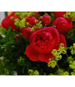 Rosen-Set 'Rokoko®', 3-teilig -Garten Umfassend Geschäft 7978364 PR DE 002 RoseMagicRokokoTantau
