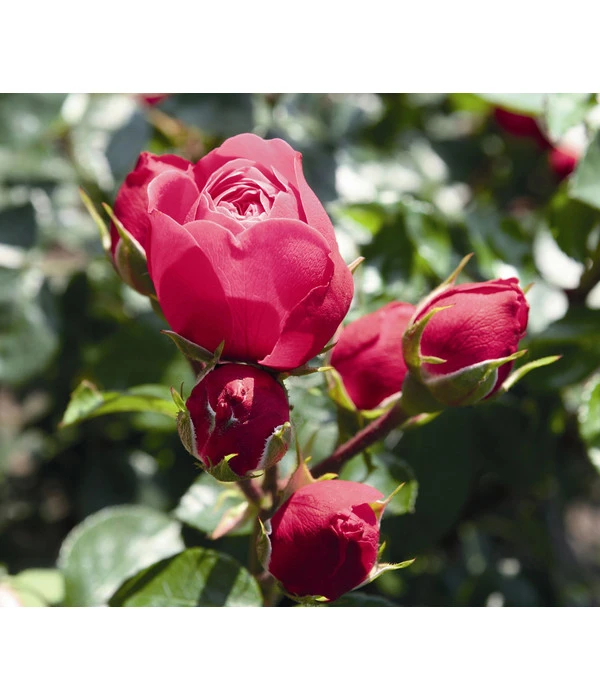 Noblesse® Spray-Rose 'Magic Rokoko®' 3 Noblesse® Spray-Rose 'Magic Rokoko®'