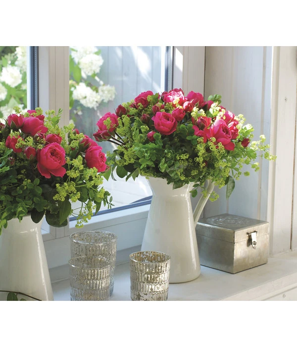 Noblesse® Spray-Rose 'Magic Rokoko®' 4 Noblesse® Spray-Rose 'Magic Rokoko®' – Bild 2