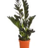 Glücksfeder - Zamioculcas 'Raven' -Garten Umfassend Geschäft 7988314 PR FS 001 ZamioculcasRavenT17DehnerExpressHerzig