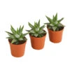 Haworthia - Haworthie Fasciata, 3er-Set -Garten Umfassend Geschäft 7988322 PR FS 001 HaworthiafasciataT5 5DehnerExpressHerzig