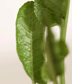 Meerrettich -Garten Umfassend Geschäft 8001000 WE DE 003 Meerrettich DehnerExpressZS