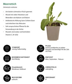 Meerrettich -Garten Umfassend Geschäft 8001000 WE IG 001 Meerrettich