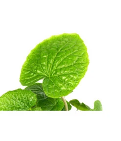 Wasabi 17 Wasabi -Garten Umfassend Geschäft 8001513 WE DE 001 WasabiT9