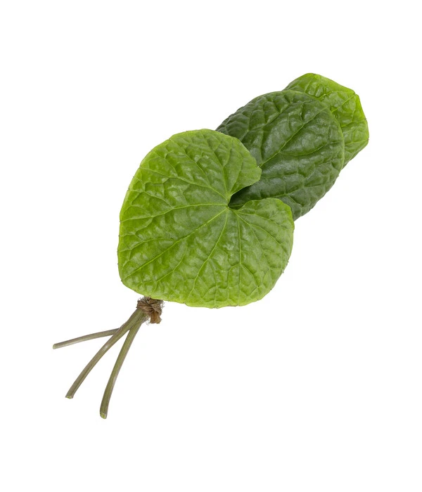 Wasabi 4 Wasabi – Bild 2