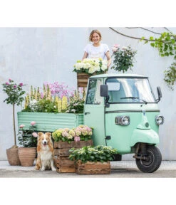 Hortensie - Hydrangea Macrophylla 16 Hortensie - Hydrangea Macrophylla -Garten Umfassend Geschäft 8011413 WE MO 001 DelphiniumRomantikGarten