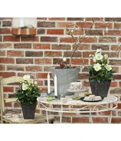 Christrose 'HGC® Wintergold®' 8 Christrose 'HGC® Wintergold®' -Garten Umfassend Geschäft 8015000 PR MO 001 HelleborusWintergoldChristroseHelleborusshootingDehnerExpressHerzig