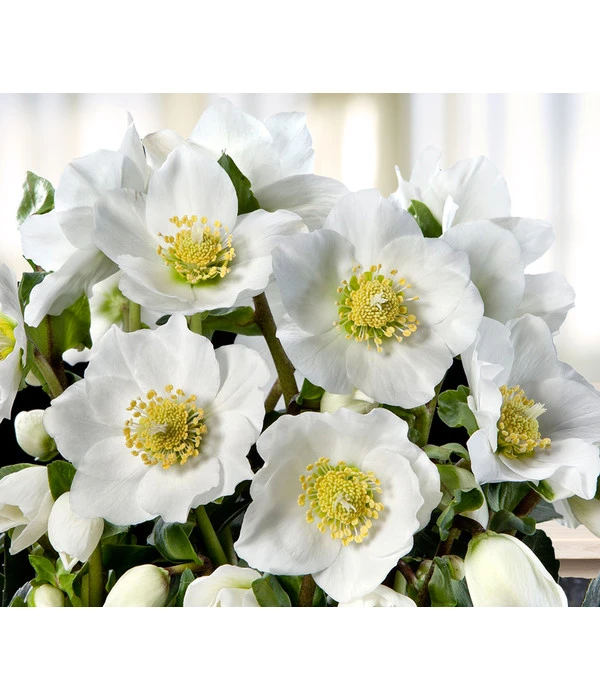 Christrose 'HGC® Wintergold®' 3 Christrose 'HGC® Wintergold®'