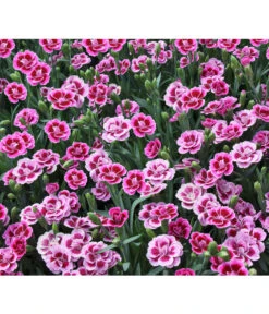 Garten-Nelke 'Pink Kisses®', Schale 13 Garten-Nelke 'Pink Kisses®', Schale -Garten Umfassend Geschäft 8016297 WE DE 001 DianthusPinkKissesSchaleSelecta