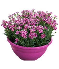 Garten-Nelke 'Pink Kisses®', Schale 9 Garten-Nelke 'Pink Kisses®', Schale -Garten Umfassend Geschäft 8016297 WE FS 001 DianthusPinkKissesSchaleSelecta