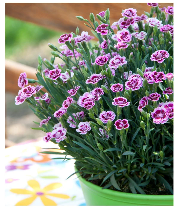 Garten-Nelke 'Pink Kisses®', Schale 5 Garten-Nelke 'Pink Kisses®', Schale – Bild 3