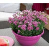 Garten-Nelke 'Pink Kisses®', Schale -Garten Umfassend Geschäft 8016297 WE MO 002 DianthusPinkKissesSchaleSelecta