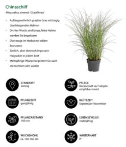 Chinaschilf 'Gracillimus' -Garten Umfassend Geschäft 8020455 WE IG 001 Chinaschilf