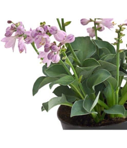 Funkie 'Blue Mouse Ears' -Garten Umfassend Geschäft 8029332 WE DE 001 HostaBlueMouseEarsDehnerExpressHerzig