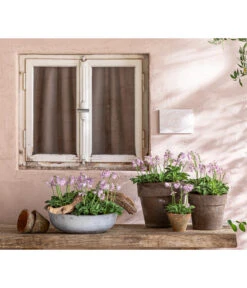 Funkie 'Blue Mouse Ears' -Garten Umfassend Geschäft 8029332 WE MO 001 FunkieBlueMouseEars BestOffHosta 2021 Head