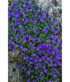 Blaukissen 7 Blaukissen -Garten Umfassend Geschäft 8030793 WE DE 001 AubrietaBlaukissenLucknerMai2015