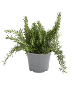 Dehner Gourmet Garten Hänge-Rosmarin