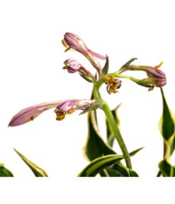 Funkie 'Hands Up' 7 Funkie 'Hands Up' -Garten Umfassend Geschäft 8041303 WE DE 001 HostaFunkieHandsUpT13