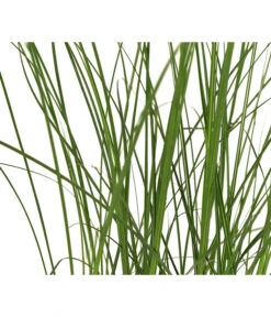 Chinaschilf 'Gracillimus' -Garten Umfassend Geschäft 8049066 WE DE 005 MiscanthusSinensisCracillimusChinaschilfT14