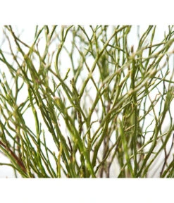 Heidelbeere-Bund, Ca. 40-50 Cm -Garten Umfassend Geschäft 8148991 BildD 001 HeidelbeereBundHeidelbeereHandbund