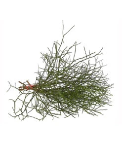 Heidelbeere-Bund, Ca. 40-50 Cm -Garten Umfassend Geschäft 8148991 WE FS 002 HeidelbeereBundDehnerExpressHerzig