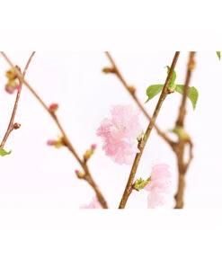 Japanische Kirschzweige, Ca. 80-100 Cm 9 Japanische Kirschzweige, Ca. 80-100 Cm -Garten Umfassend Geschäft 8149015 WE DE 001 JapanischeKirscheBundDehnerExpressHerzig