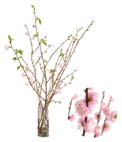 Japanische Kirschzweige, Ca. 80-100 Cm
