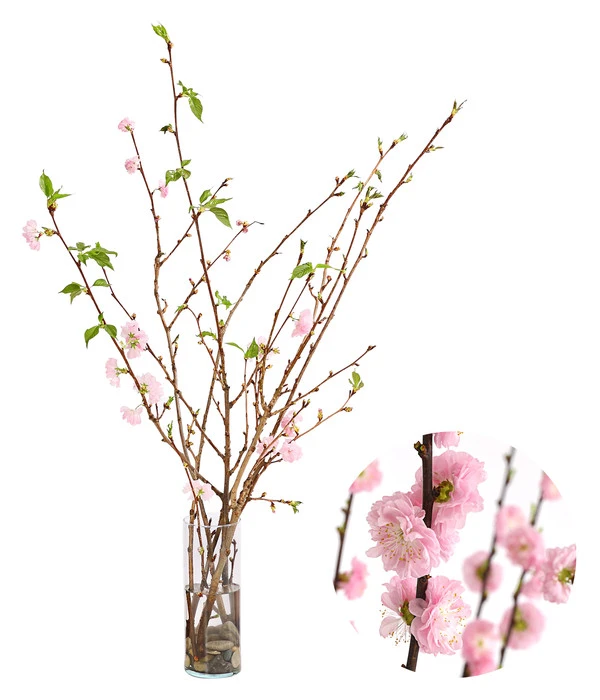 Japanische Kirschzweige, Ca. 80-100 Cm 3 Japanische Kirschzweige, Ca. 80-100 Cm