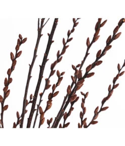 Sumpfkätzchen-Bund, Ca. 80-100 Cm 9 Sumpfkätzchen-Bund, Ca. 80-100 Cm -Garten Umfassend Geschäft 8149254 PR DE 001 SumpfkaetzchenBundNaturDehnerExpressHerzig