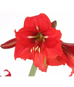 Amaryllis - Hippeastrum-Hybride 'Multiflower' 16 Amaryllis - Hippeastrum-Hybride 'Multiflower' -Garten Umfassend Geschäft 8201535 PR DE 001 AmaryllisHippeastrumMultiflora4ZwiebelnT13DehnerExpressHerzig