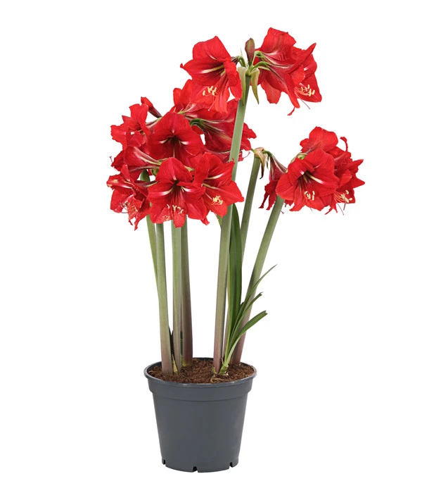 Amaryllis - Hippeastrum-Hybride 'Multiflower' 5 Amaryllis - Hippeastrum-Hybride 'Multiflower' – Bild 3