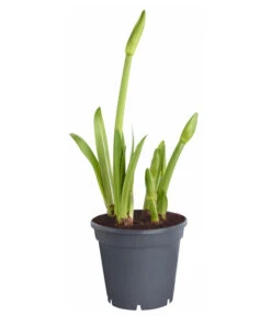 Amaryllis - Hippeastrum-Hybride 'Multiflower' 13 Amaryllis - Hippeastrum-Hybride 'Multiflower' -Garten Umfassend Geschäft 8201535 PR FS 001 HippeastrumAmaryllisT17Multiflora4ZwiebelnOhneBlueteDehnerExpressZS