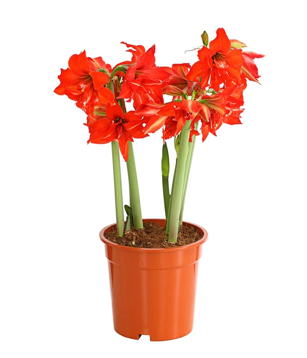 Amaryllis - Hippeastrum-Hybride 'Multiflower' 3 Amaryllis - Hippeastrum-Hybride 'Multiflower'