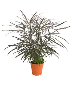 Fingeraralie - Schefflera Elegantissima