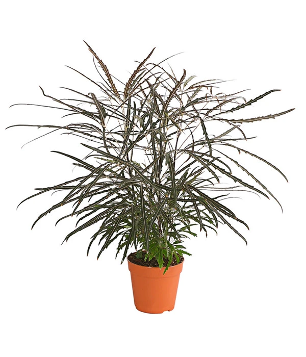 Fingeraralie - Schefflera Elegantissima 3 Fingeraralie - Schefflera Elegantissima