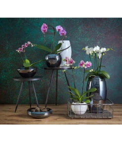 Schmetterlingsorchidee - Phalaenopsis Cultivars 'Umbrella', Verschiedene Sorten -Garten Umfassend Geschäft 8203242 8207201 PR MO 002KERAMIKSERIE ORCHIDEEN