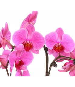 Schmetterlingsorchidee - Phalaenopsis Cultivars 'Umbrella', Verschiedene Sorten -Garten Umfassend Geschäft 8203242 WE DE 001 SchmetterlingsorchideePhalaenopsisUmbrellaT12